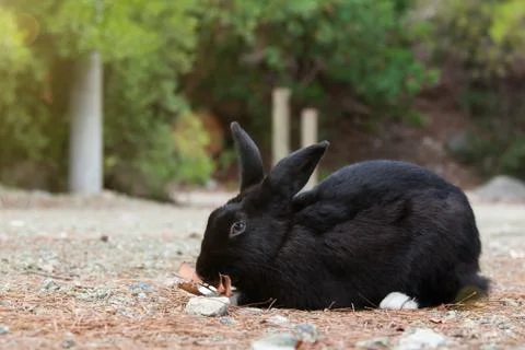 Black rabbit with white paws eats dry leaves Stock Photos