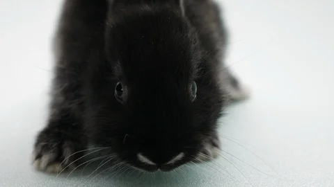 The black rabbit winks looking into the camera Stock Footage 102673161