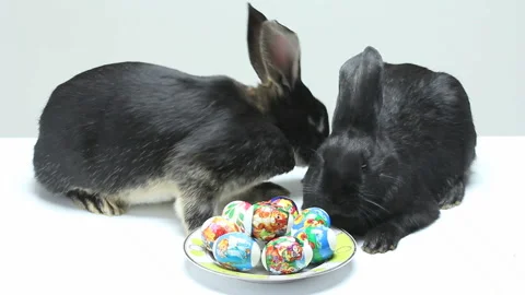 Black rabbits and Easter eggs Stock Footage 86293390