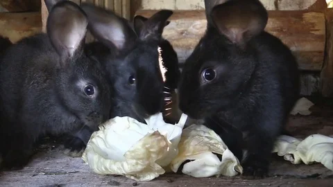 Black rabbits Stock Footage 79615516