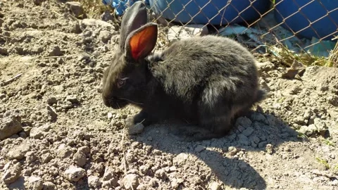 Black rabbits foraging on garden soil Stock Footage 337554772
