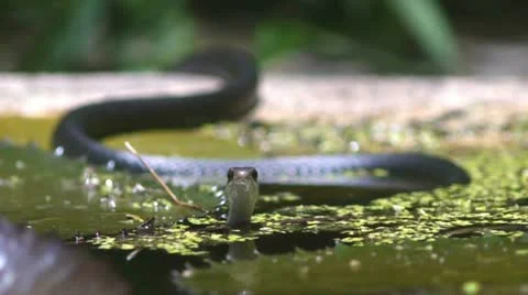 Black Racer Snake (Coluber constrictor) Vidéo 11197865