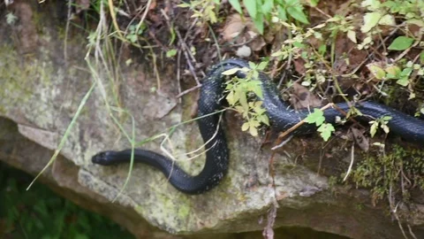 Black Racer Snake Stock Footage 101620436