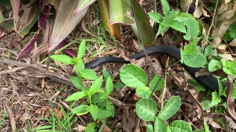 Black racer snake Stock Footage 257342994