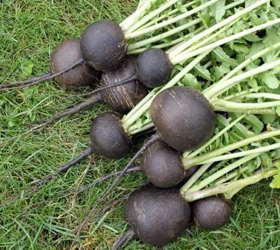 Black radish Stock Photos