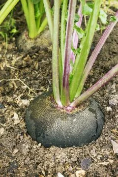 Black radish Stock Photos