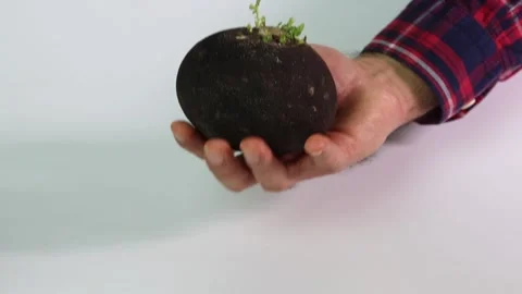 Black Radish Slow Motion in Hand 120FPS Stock Footage 172117979