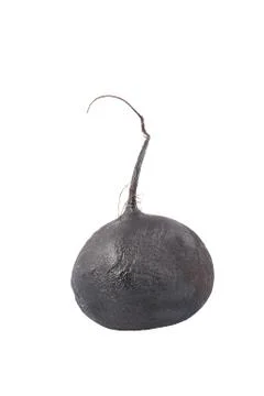 Black radish on a white background. Isolate Stock Photos