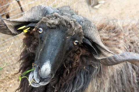 A black ram with large horns eats grass Stock Photos