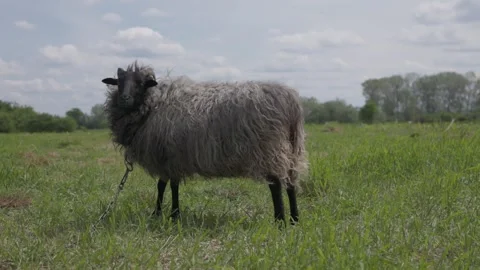 A black ram stands in the meadow Stock Footage 288984294
