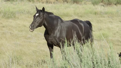 Black Ranch Horse Grazing Stock Footage 59100997