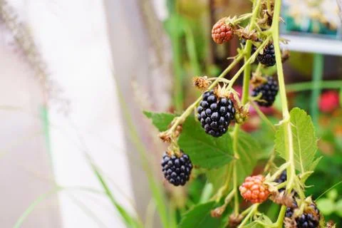 Black raspberry on a branch Stock Photos