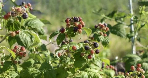 Black raspberry on bunch in the garden 스톡 사진