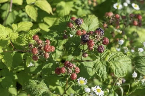 Black raspberry on bunch in the garden Foto stock