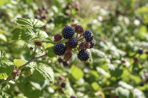 Black raspberry on bunch in the garden Stock Photos