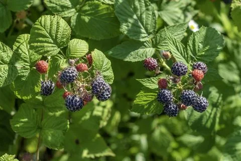Black raspberry on bunch in the garden Stock Photos