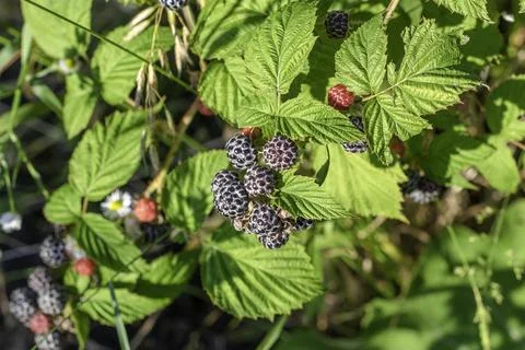 Black raspberry on bunch in the garden Stock Photos