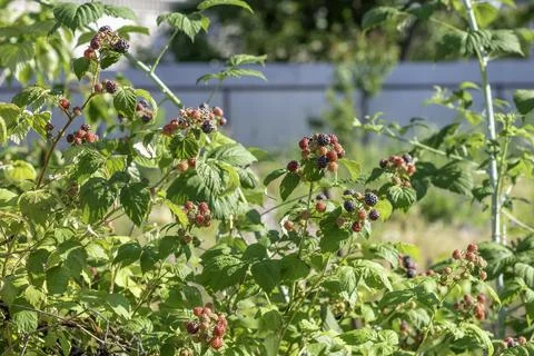 Black raspberry on bunch in the garden Foto stock