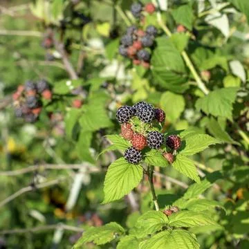 Black raspberry on bunch in the garden Stock Photos
