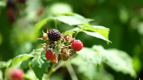 Black Raspberry Cumberland grade (Rubus idaeus) Video stock 95645503