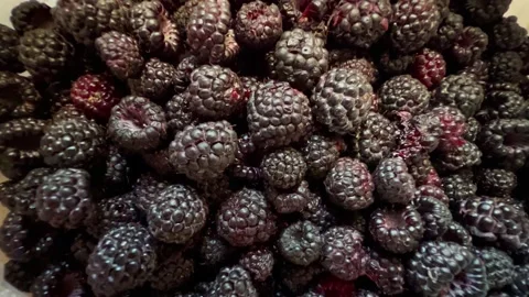 Black raspberry Stock Footage 202609522