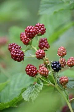 Black Raspberry in a forest 写真素材