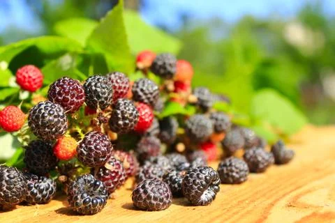 Black raspberry fruits Stock Photos