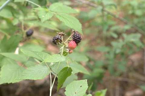 Black raspberry infructescence with the torny stems and barries in various .. Stock Photos