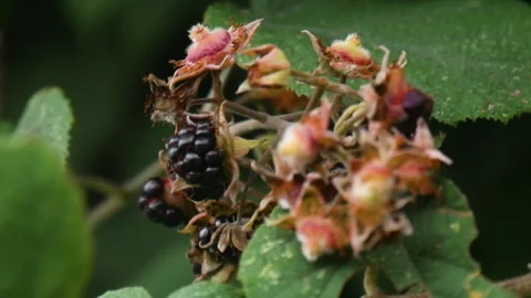 Black raspberry or Rubus occidentalis or black jewel, a shrub from hills Stock Footage 246664077