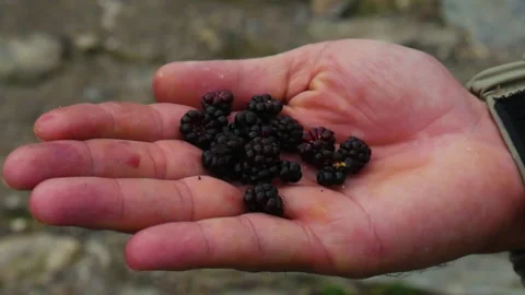 Black raspberry or Rubus occidentalis or black jewel found in hills Stock Footage 247546763