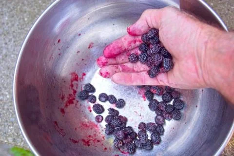 Black raspberry Stock Photos