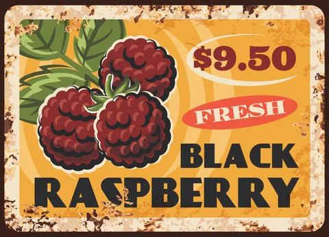 Black raspberry rusty plate, vector vintage card Illustrazione stock