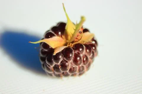 Black raspberry stack up Stock Photos