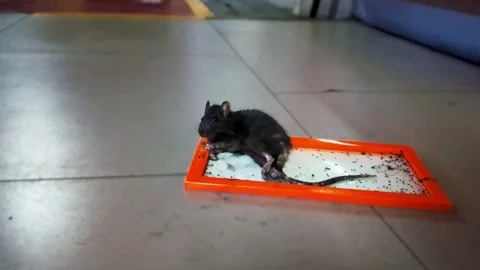 Black rat caught on sticky glue trap struggles on indoor floor illustrating.. Stock Footage 341827068