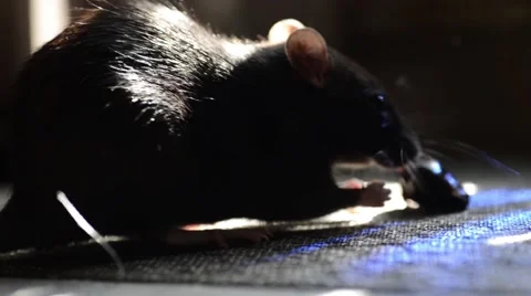 The Black rat eat Stock Footage 64848924