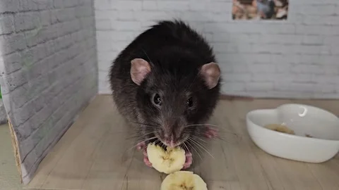 Black rat Vídeos de archivo 301991702