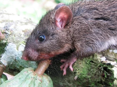 A black rat forest Stock Photos