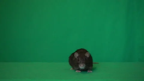 Black rat on a green background 스톡 동영상 112943727