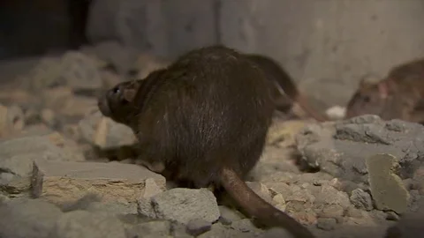 Black Rat Jumping Stock Footage 81774229