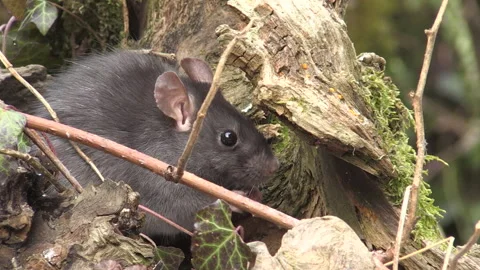 Black rat or common rat (Rattus rattus) ratto nero o ratto comune Stock Footage 253312799