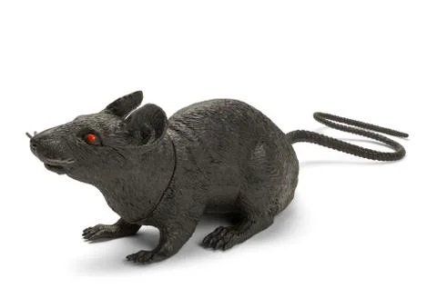 Black Rat Stock Photos