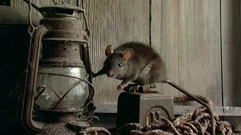 Black Rat (Rattus rattus) Another look at a Black Rat Stock Footage 321412573