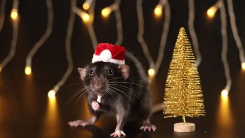 Black rat in red Santa hat isolated on black background. Mouse and New Year tree Stock Footage 291196904