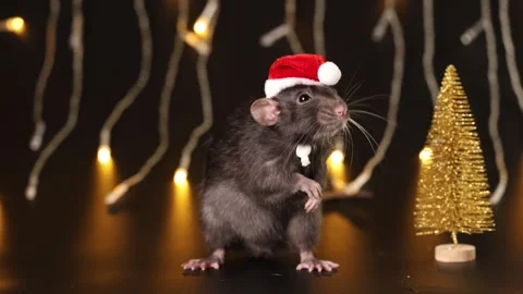 Black rat in red Santa hat isolated on black background. Mouse and New Year tree Stock Footage 291196934