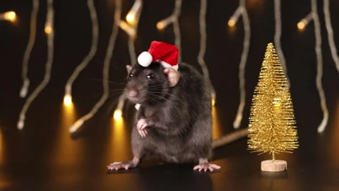 Black rat in red Santa hat isolated on black background. Mouse and New Year tree Stock Footage 291196935