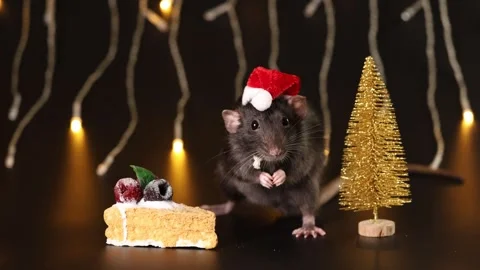 Black rat in red Santa hat isolated on black background Stock Footage 291197050