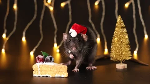 Black rat in red Santa hat isolated on black background Stock Footage 291197276