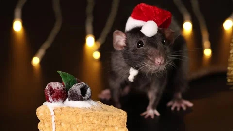 Black rat in red Santa hat isolated on black background Stock Footage 291197468