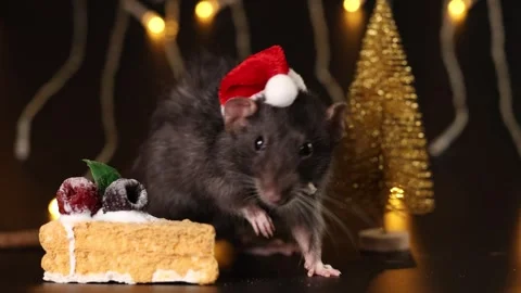 Black rat in red Santa hat isolated on black background Stock Footage 291197524