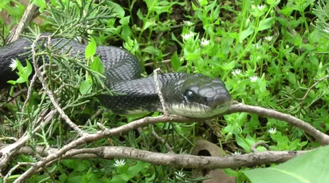 Black Rat Snake Close-Up Video stock 28390741
